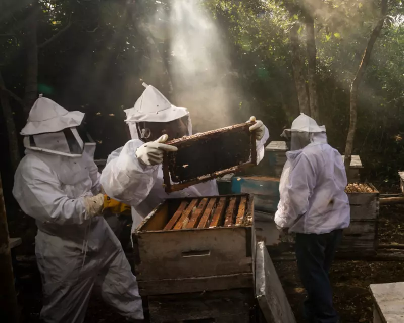 norevo_mexico_ursprung_950x950