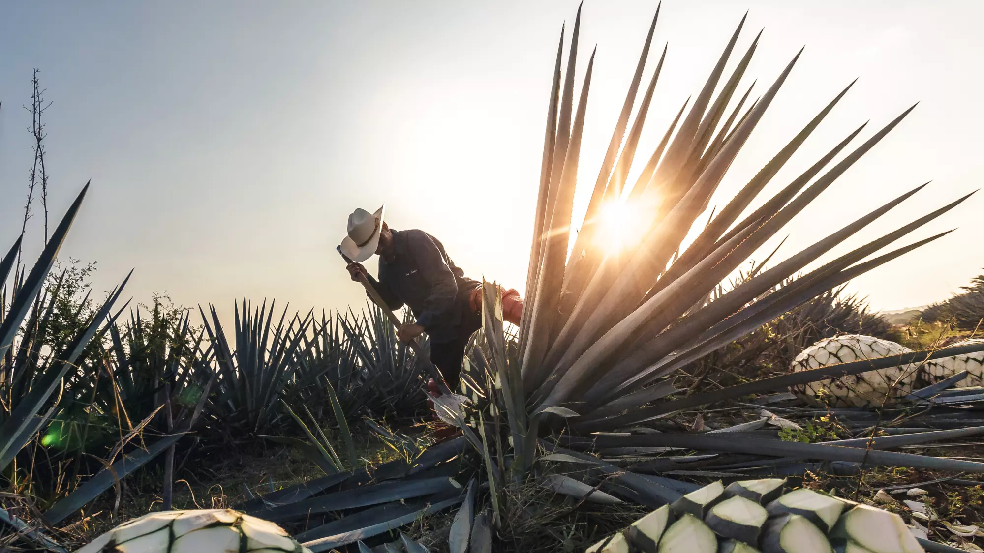 agave_ursprung_titel_2000x1125